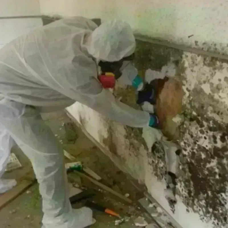 Mold Remediation and Removal in Park Ridge, NJ